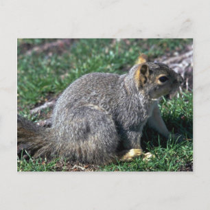 Red Träd Squirrel Vykort