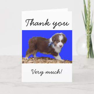 Red Tri Aussie Puppy Tack Kort