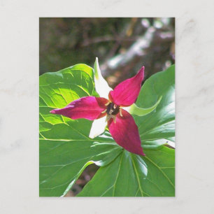 Red Trillium Flower Vykort