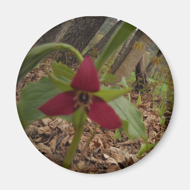 Red Trillium Magnet (Framsidan)