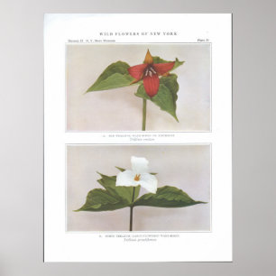 Red Trillium; Wake-Robin eller Birthroot Poster