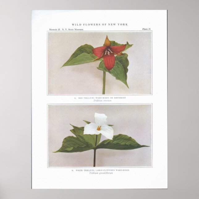 Red Trillium; Wake-Robin eller Birthroot Poster (Framsidan)