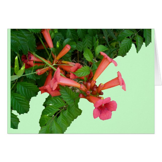 Red Trumpet Vine Hälsningskort (Framsidan Horizontal)