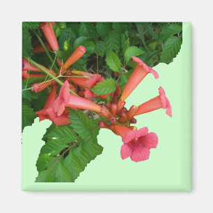Red Trumpet Vine Magnet