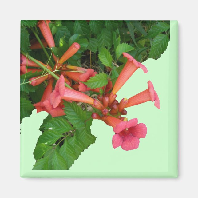 Red Trumpet Vine Magnet (Framsidan)
