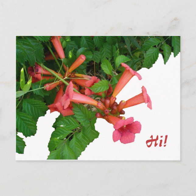Red Trumpet Vine Vykort (Framsida)