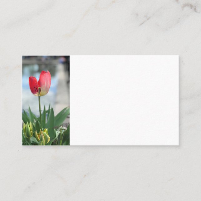 Red Tulip-Affärskort Visitkort (Framsida)