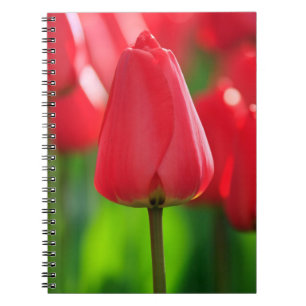 Red Tulip Anteckningsbok Med Spiral