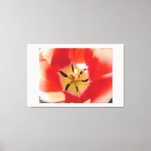 Red tulip-blomma Makro bild. blommigt fotoart. Canvastryck