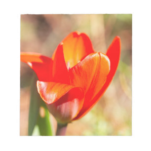 Red Tulip Blommar Anteckningsblock