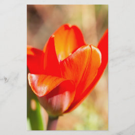 Red Tulip Blommar Brevpapper