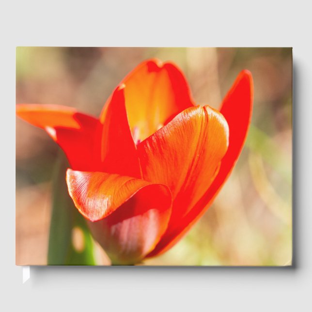 Red Tulip Blommar Gästböcker (Framsida)