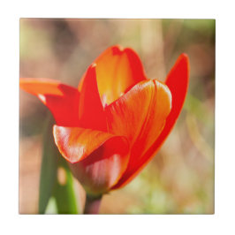 Red Tulip Blommar Kakelplatta