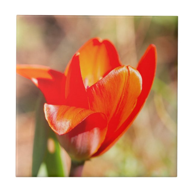 Red Tulip Blommar Kakelplatta (Framsidan)