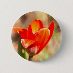 Red Tulip Blommar Knapp