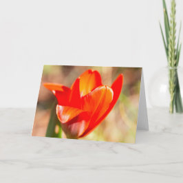 Red Tulip Blommar Kort