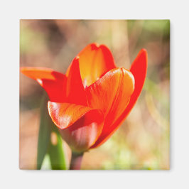 Red Tulip Blommar Magnet
