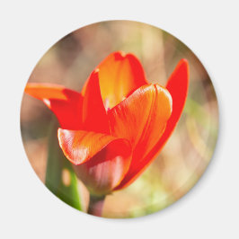 Red Tulip Blommar Magnet