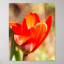 Red Tulip Blommar Poster