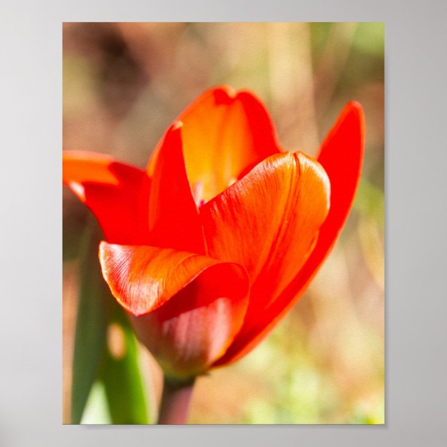 Red Tulip Blommar Poster (Framsidan)