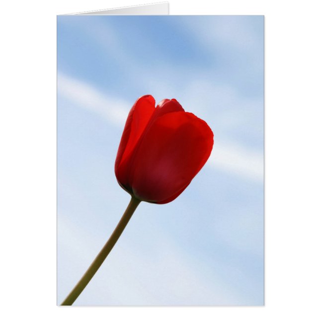 Red Tulip Card Hälsningskort (Framsidan)