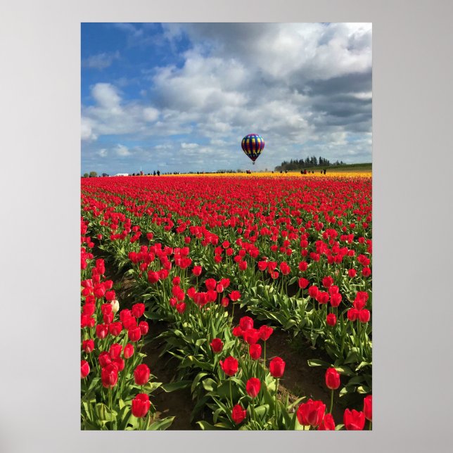 Red Tulip Fält med Luftballong Poster (Framsidan)