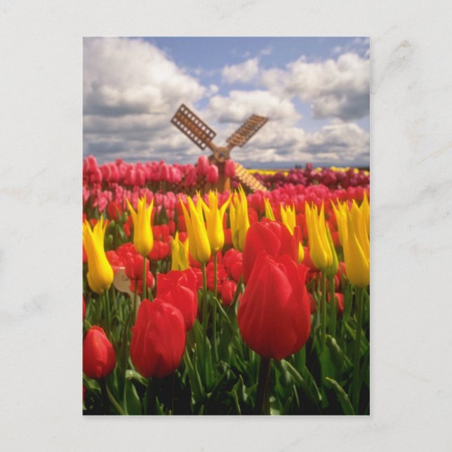 Red Tulip fält, Oregon-blommor Vykort (Framsida)