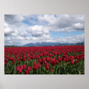 Red Tulip Fält Poster