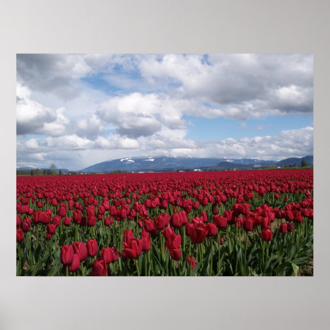 Red Tulip Fält Poster (Framsidan)