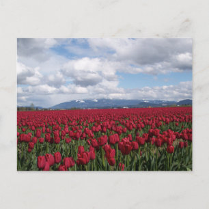 Red Tulip Fält Vykort