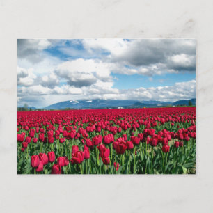 Red Tulip Fält Vykort