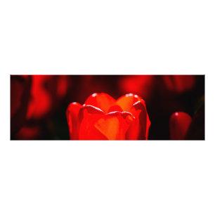 Red Tulip Flower - Fire Fototryck