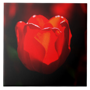Red Tulip Flower - Fire Kakelplatta