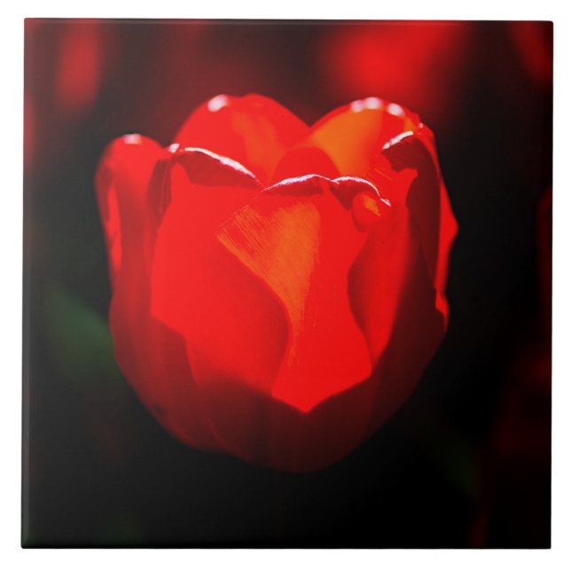 Red Tulip Flower - Fire Kakelplatta (Framsidan)