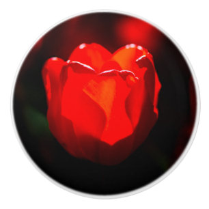 Red Tulip Flower - Fire Knopp