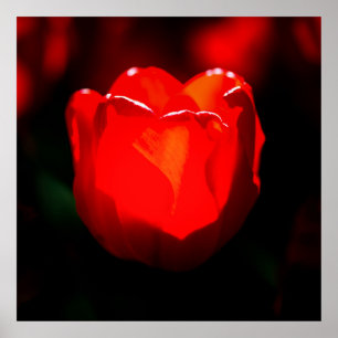 Red Tulip Flower - Fire Poster