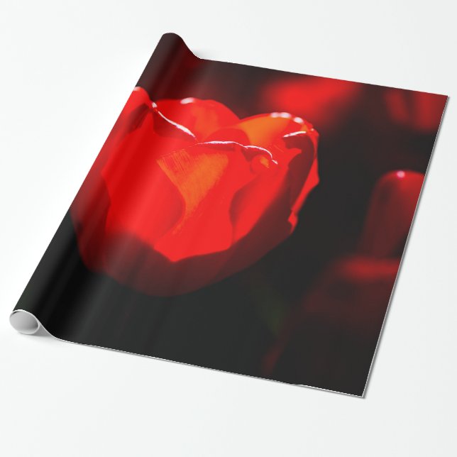 Red Tulip Flower - Fire Presentpapper (Utrullad)