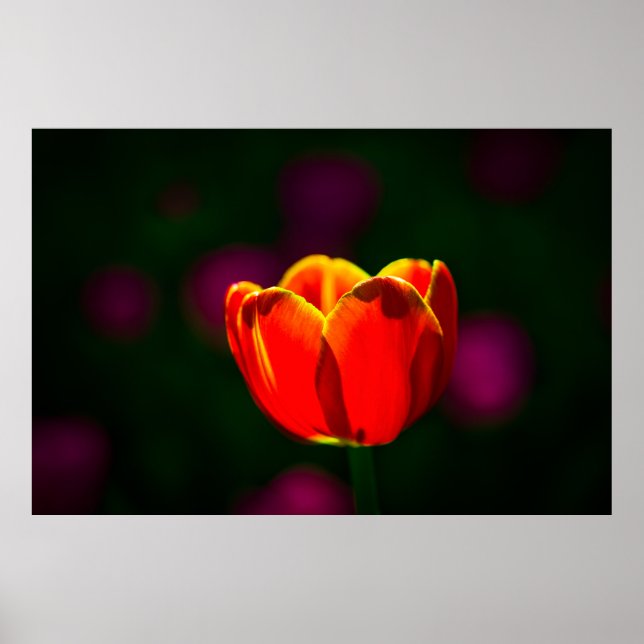 Red tulip flower poster (Framsidan)