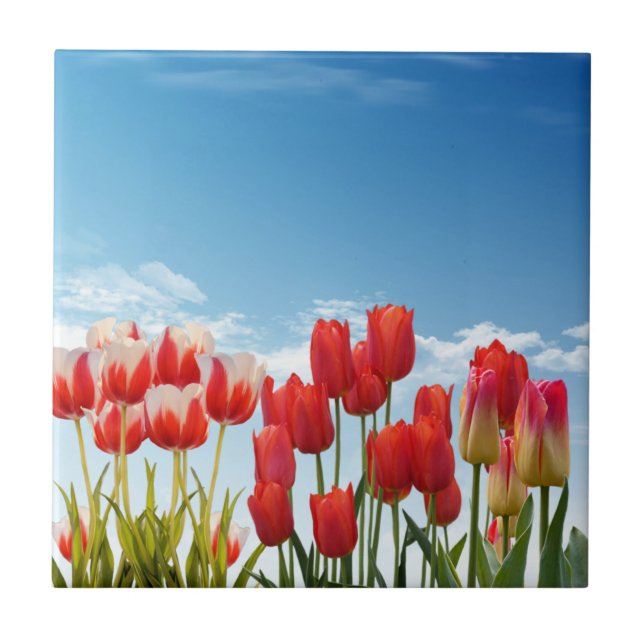 Red Tulip Flowers Kakelplatta (Framsidan)