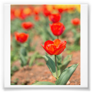 Red Tulip Garden Fototryck
