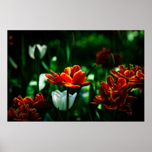 Red Tulip - Hans Majestät Kung Poster