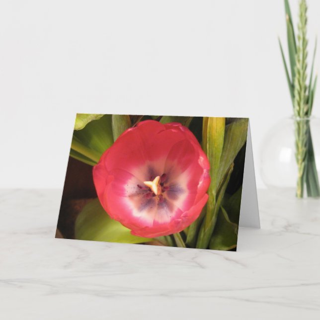 Red Tulip I Helgkort (Framsida)