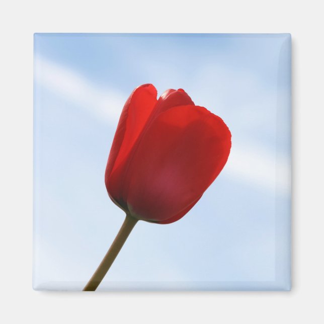 Red Tulip Magnet (Framsidan)