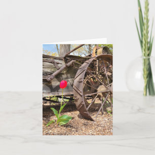 Red Tulip och Old Wagon Tack Kort