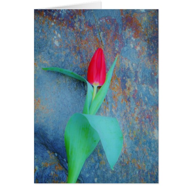 Red Tulip på Blue Grått Slate Hälsningskort (Framsidan)