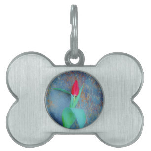 Red Tulip på Blue Grått Slate ID-bricka Husdjur