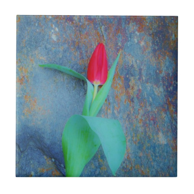 Red Tulip på Blue Grått Slate Kakelplatta (Framsidan)