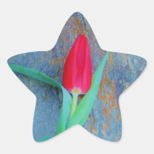 Red Tulip på Blue Grått Slate Stjärnformat Klistermärke