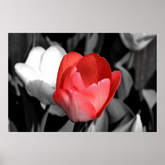 Red Tulip Poster (Framsidan)