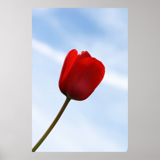 Red Tulip Poster (Framsidan)